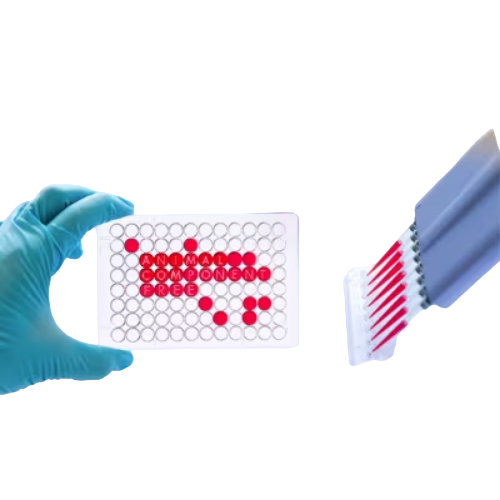 Animal Component Free Cell Culture Reagents